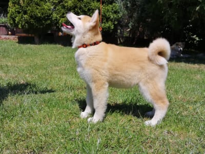 Akita Inu - Mio Yanagi No Tani