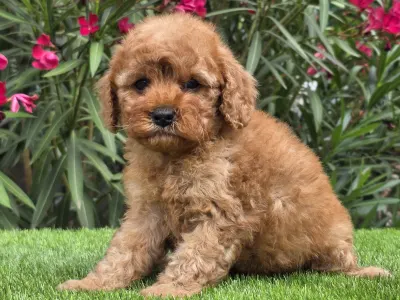 Cavapoo - Johanna