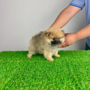 German Pomeranian Spitz - Dinlay