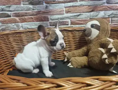 Французский бульдог - Issac