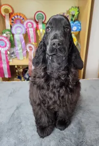 English Cocker Spaniel - Spirit Of Midnight