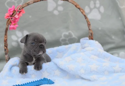 Francuski buldog - Magnus