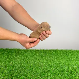 Trpasličí pudl - Ninca