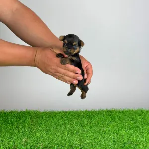 Yorkshire Terrier - Yasko