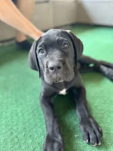 Cane Corso Italiano - Beatrice