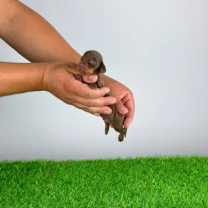 Dachshund - Casar