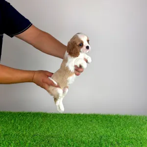 Cavalier King Charles Spaniel - Vila