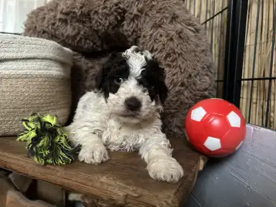 Romagna Water Dog - Ursa Gummi