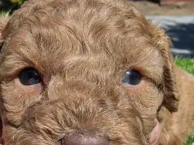Cavapoo - Jam