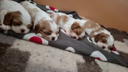 Cavalier King Charles spániel - Kaktusz