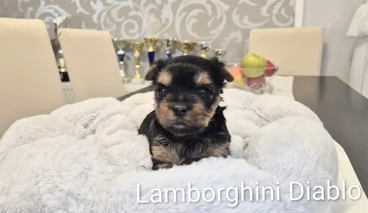 Yorkshire Terrier - Lamborghini Diablo