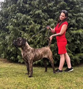 Canary dog - Pamela De Presa Jurida Liget