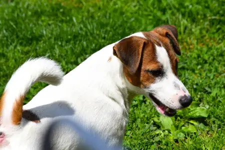 Jack Russell Terrier - Gold Leash Pascal