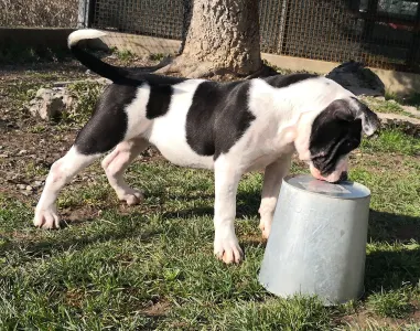 American Bully - Exotic - Abhnt-Caroline