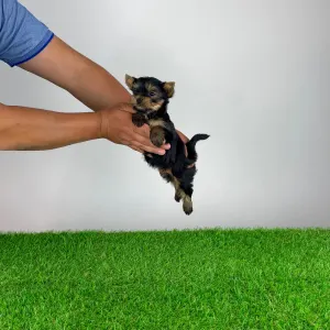 Yorkshire Terrier - Yosie
