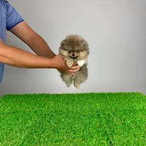 German Pomeranian Spitz - Fee