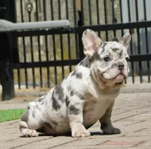 Francia bulldog - Coral