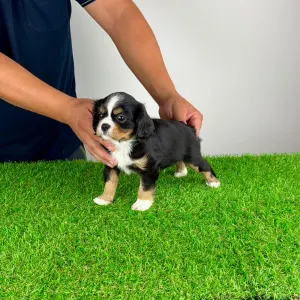 Cavalier King Charles Spaniel - Veritas
