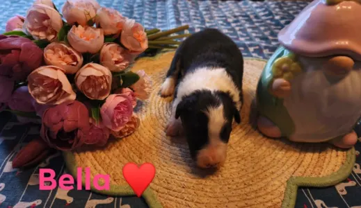 Border Collie - Bella