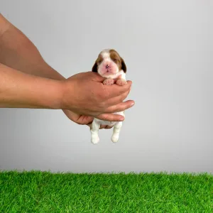 Cavalier King Charles Spaniel - Joy