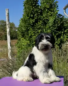Tibetan Terrier - Leroy