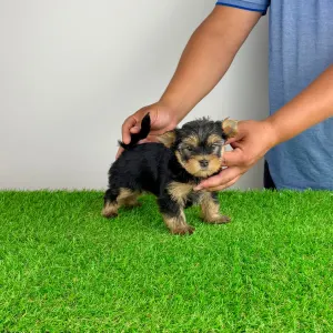Yorkshire Terrier - Amina