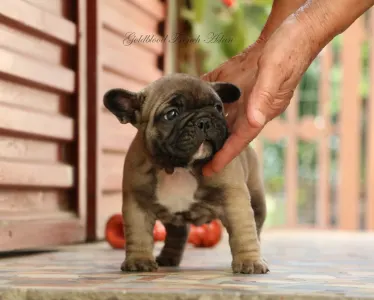 French Bulldog - Aslan
