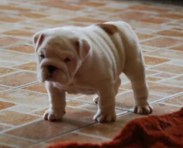 Angol bulldog - Rengőhegyi-ormán Diana