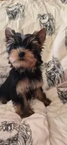 Yorkshire Terrier - Wizzard