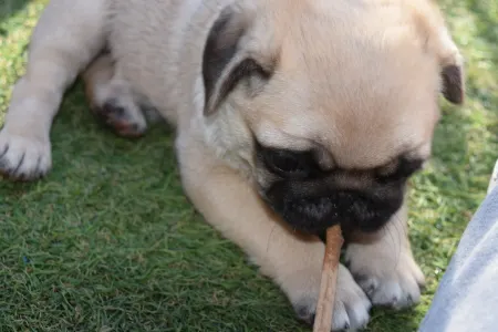 Papillon - Apple Of My Eye 