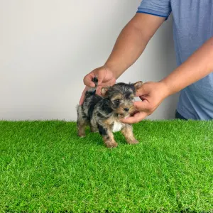 Yorkshire Terrier - Boxy