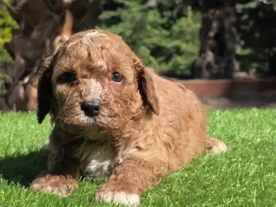 Cavapoo - Zeusz
