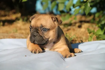 Francia bulldog - Elvis