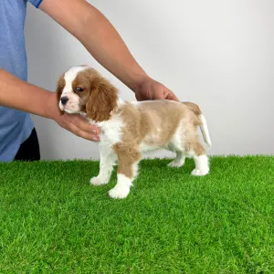 Cavalier King Charles Spaniel - Felicy