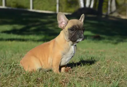 French Bulldog - Hanna