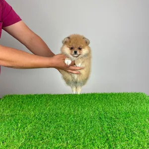 Pomeranian - Domino 