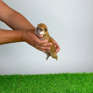 Shiba - Shin