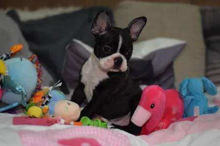 Boston Terrier - Táncos ( Dancer )