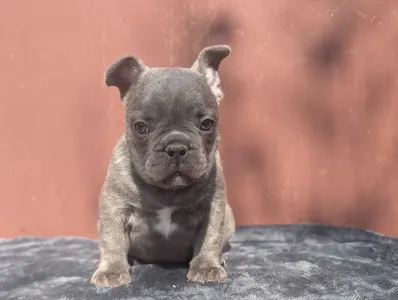 Francouzský buldoček - Carter