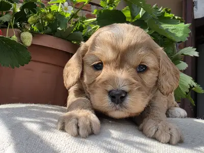 Cavapoo - Bobek