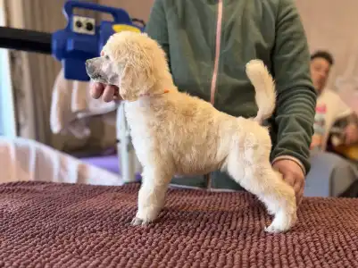 Óriás uszkár - White Girl