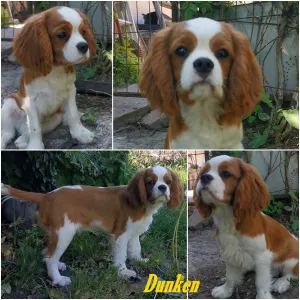 Cavalier King Charles spániel - Dunken