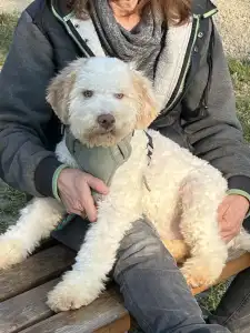 Lagotto Romagnolo - Zummi Gummi