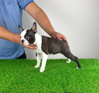 Boston Terrier - Domina 