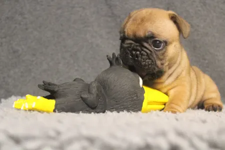 Buldog francuski - E. T.