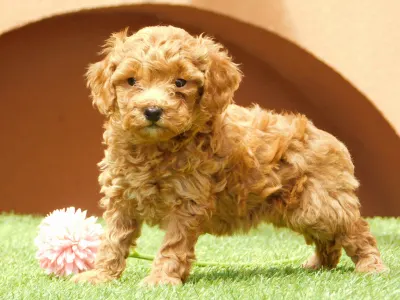 Poodle Miniature - Ada