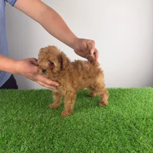 Törpe uszkár - Elise