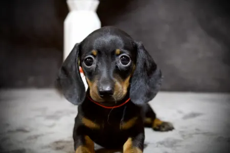 Dackel - Golden Design Hug Me Stongly 