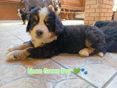 Bernese Mountain Dog - Neon Green Boy Shifu