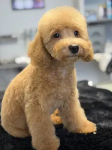 Barbone nano - Zsáner